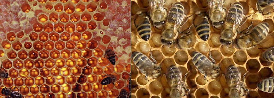 Resultado de imagem para abelhas e cupins